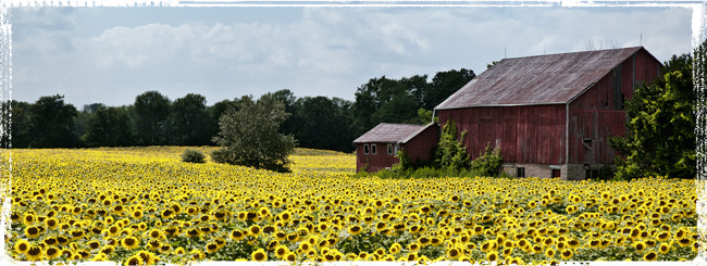 Sunflower-Field