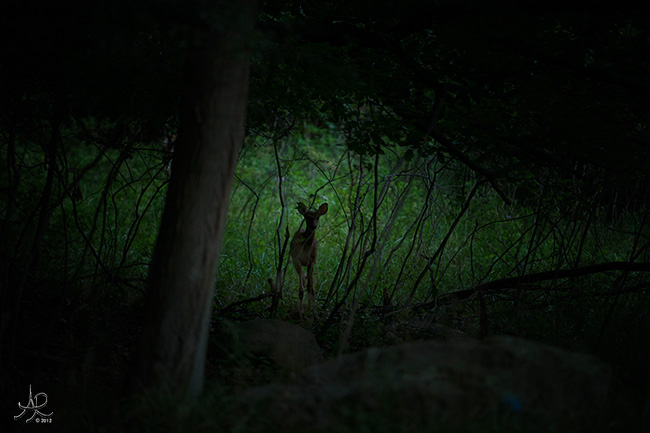 D'erie ViewBug Judge Favorite